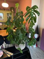 Grote plant, Ophalen of Verzenden, Halfschaduw, Minder dan 100 cm