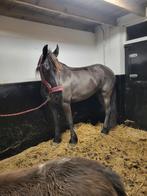 Pony's en paarden scheren
