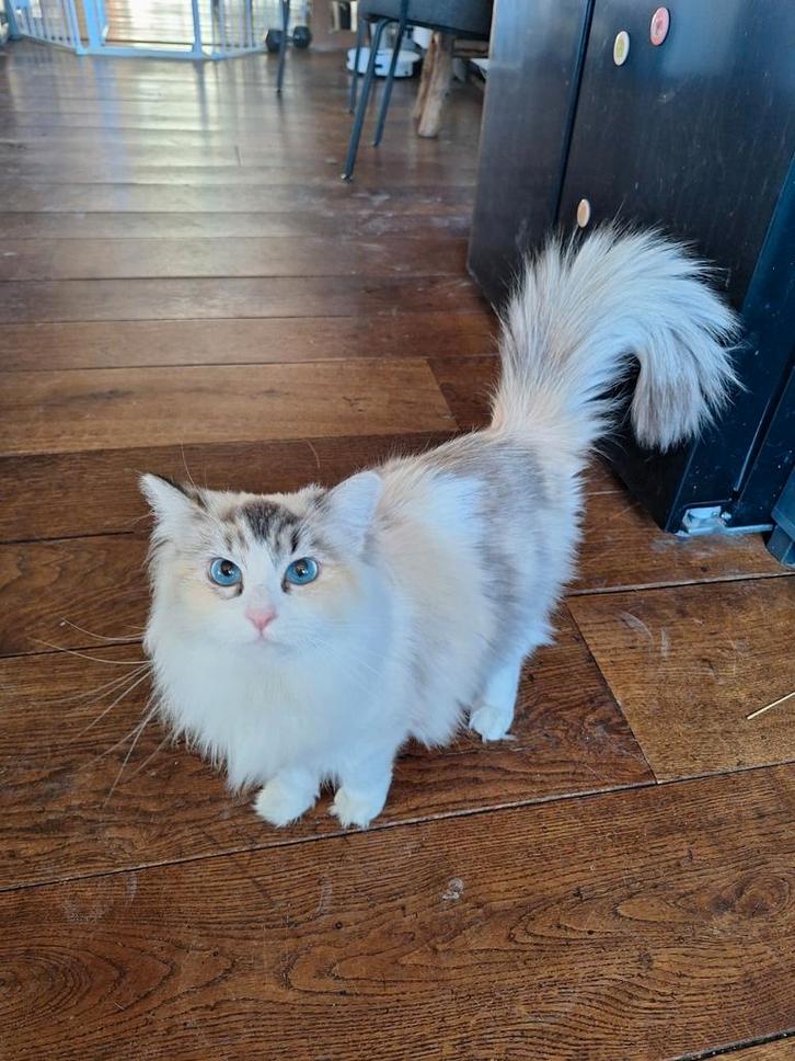 Lieve Ragdoll Tortie Vrouwtje, Dieren en Toebehoren, Katten en Kittens | Raskatten | Langhaar, Poes, 0 tot 2 jaar, Ontwormd