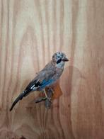Opgezette vlaamse gaai   taxidermie, Ophalen of Verzenden, Vogel, Opgezet dier