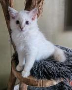 Chocolate en lilac Ragdoll kittens met stamboom, Dieren en Toebehoren, Katten en Kittens | Raskatten | Langhaar, Meerdere dieren