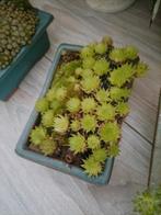 Sempervivum rectorum, Tuin en Terras, Planten | Tuinplanten, Ophalen of Verzenden, Zomer, Overige soorten, Volle zon