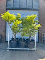 Gleditsia sunburst | Struik | 200/+cm, Tuin en Terras, Ophalen, Overige soorten, Struik, 100 tot 250 cm