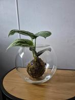 Scindapsus mosbol is glas, Overige soorten, Minder dan 100 cm, Groene kamerplant, Halfschaduw
