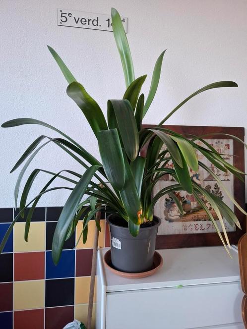 Grote Clivia, Huis en Inrichting, Kamerplanten, Overige soorten, Minder dan 100 cm, Ophalen