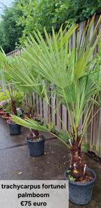 Trachycarpus fortunei palmboom winterhard., 100 tot 250 cm, Zomer, Palmboom, Ophalen