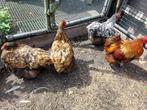 Orpington toom, Dieren en Toebehoren, Pluimvee, Meerdere dieren, Kip