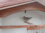 Kanarie mozaïek Europese sys man, Dieren en Toebehoren, Vogels | Kanaries, Mannelijk, Kleurkanarie