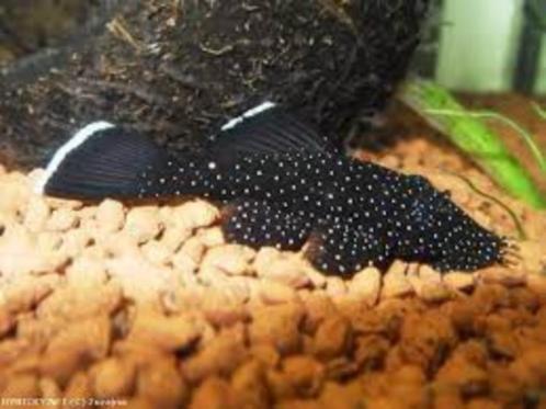 Actie L213 Meerval - Koidreams Valburg, Dieren en Toebehoren, Vissen | Aquariumvissen, Zoetwatervis, Vis