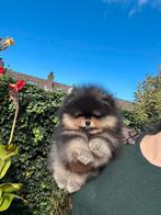Pomeriaan/pomeranian pup Black & Tan reutje, Dieren en Toebehoren, Keeshond, Reu, CDV (hondenziekte), 8 tot 15 weken