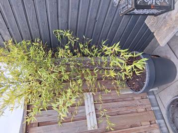 Bamboe Nigra met zwarte stengels te koop. Pot is stuk. beschikbaar voor biedingen