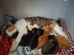 Prachtige boerderij kittens te koop!, Meerdere dieren, Ontwormd, 0 tot 2 jaar
