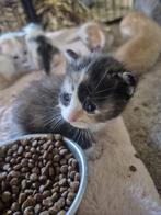 Kittens, Meerdere dieren, 0 tot 2 jaar