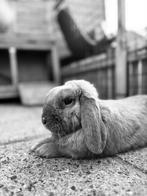 GEZOCHT: (vrouwelijk) maatje !!, Dieren en Toebehoren, Mannelijk, Januari, Overige typen, Tam