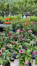 Echinacea, Ophalen, Zomer, Overige soorten, Volle zon