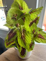 Coleus siernetel kamerplant Plant met pot, Overige soorten, In pot, Minder dan 100 cm, Groene kamerplant