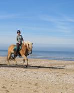 Bijrijder gezocht omgeving IJsselstein, Dieren en Toebehoren, Ophalen of Verzenden