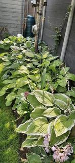 Hosta's, Ophalen, Zomer, Overige soorten, Halfschaduw