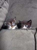 5 super schattige kittens, kruising blauwe rus, Meerdere dieren, 0 tot 2 jaar