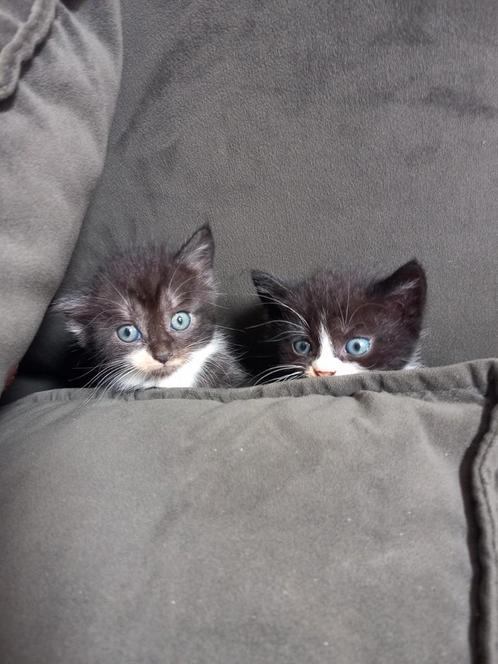 5 super schattige kittens, kruising blauwe rus, Dieren en Toebehoren, Katten en Kittens | Overige Katten, Meerdere dieren, 0 tot 2 jaar