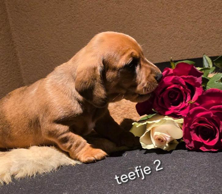 Kaninchen teckel puppies, Dieren en Toebehoren, Honden | Teckels en Dashonden, Meerdere dieren, Korthaar, Kaninchen, Particulier