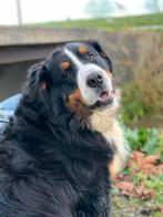 Nestaankondiging: Berner Sennen pups verwacht!, Dieren en Toebehoren, Overige rassen, CDV (hondenziekte), 8 tot 15 weken, Meerdere