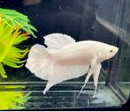 Betta (Kempvis) HMPK platinum male