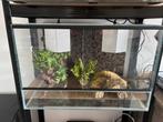 Terrarium 60x40x40 - 2 lichtpunten met inhoud., Dieren en Toebehoren, Ophalen of Verzenden, Zo goed als nieuw, Terrarium of Paludarium