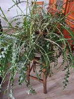 kamerplant zaagcactus, Huis en Inrichting, Kamerplanten, Ophalen, Halfschaduw, Minder dan 100 cm, Groene kamerplant