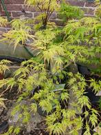 Acer palmatum 'emerald lace', Tuin en Terras, Planten | Bomen, In pot, Minder dan 100 cm, Halfschaduw, Zomer