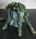 Sedum burrito vetplant met lange stengels, Huis en Inrichting, Kamerplanten, Ophalen, Overige soorten, Minder dan 100 cm