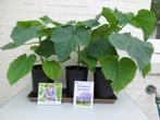 prachtige boom paulownia tomentosa, keizersboom, kiri three, Tuin en Terras, Planten | Tuinplanten, Volle zon, Vaste plant, Lente