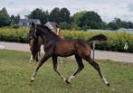 Zeer appart nrps hengst veulen, Dieren en Toebehoren, Pony's, E pony (1.48m - 1.57m), Gechipt, 0 tot 2 jaar, Hengst