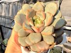 Graptoveria Amethorum/pot 9cm/vetplant/succulent, Ophalen of Verzenden, Halfschaduw, Minder dan 100 cm