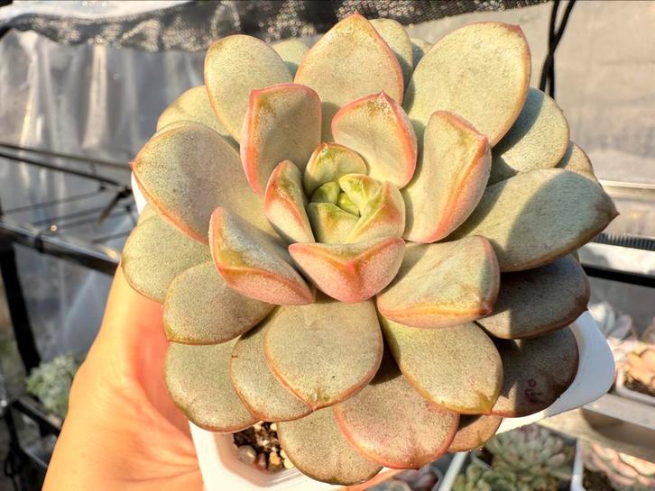 Graptoveria Amethorum/pot 9cm/vetplant/succulent, Huis en Inrichting, Kamerplanten, Minder dan 100 cm, Halfschaduw, Ophalen of Verzenden