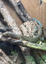 Varanus Doreanus 0.0.1, Dieren en Toebehoren, Hagedis, 0 tot 2 jaar