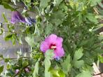 Hibiscus syriacus, Ophalen, Voorjaar, Volle zon, Zaad