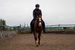 Verzorgpony/bijrijdpaard gezocht Amersfoort en omstreken, Ophalen, Nieuw, Overige soorten