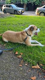 Hond te koop, Dieren en Toebehoren, Honden | Bulldogs, Pinschers en Molossers, België, Particulier, Rabiës (hondsdolheid), Eén hond