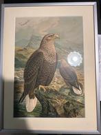 Litho van een Zeearend, Antiek en Kunst, Kunst | Litho's en Zeefdrukken, Ophalen of Verzenden