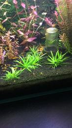 Sterrenkruid - aquarium plant, Dieren en Toebehoren, Vissen | Aquaria en Toebehoren, Ophalen of Verzenden, Zo goed als nieuw, Plant(en), Steen of Hout