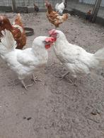 Jonge Witte Leghorn Kippen, Dieren en Toebehoren, Pluimvee, Vrouwelijk, Kip