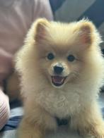 Lieve Pomeranian pup (Leo) van 6 maanden met paspoort, Dieren en Toebehoren, Honden | Chihuahua's en Gezelschapshonden, Particulier