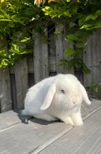 Superleuke Minilop ram, niet gecastreerd., Dieren en Toebehoren, Mannelijk