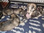 Australische x zwitserse herder pups, Dieren en Toebehoren, België, Particulier, 8 tot 15 weken, Meerdere
