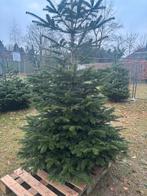 Gratis kerstboom. Nordman spar, Ophalen