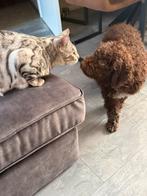 hypoallergene pup waterhond ( lagotto)zoekt een nieuw huisje, Particulier, Rabiës (hondsdolheid), 15 weken tot 1 jaar, Buitenland