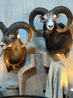 Opgezet opgezette wild taxidermie veluwe, Verzamelen, Dierenverzamelingen, Ophalen, Nieuw, Wild dier, Opgezet dier