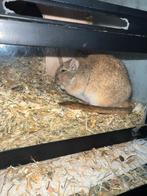 Gerbil lief allert en nieuwsgierig!, Dieren en Toebehoren, September, Geslacht onbekend, Overige typen