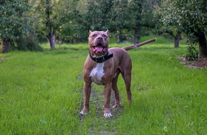 American Bully Pitbull XL bully Pitbull, Dieren en Toebehoren, Honden | Bulldogs, Pinschers en Molossers, Reu, Overige rassen